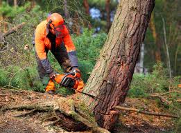 Best Tree Health Inspection  in Barker Heights, NC