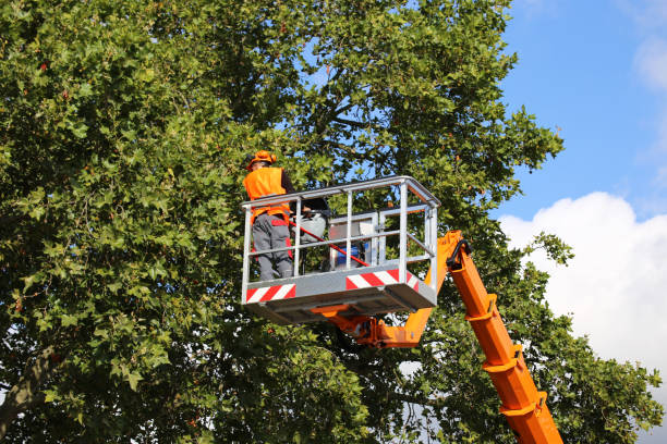 Barker Heights, NC Tree Removal Company