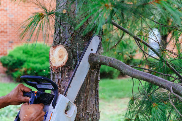 Leaf Removal in Barker Heights, NC